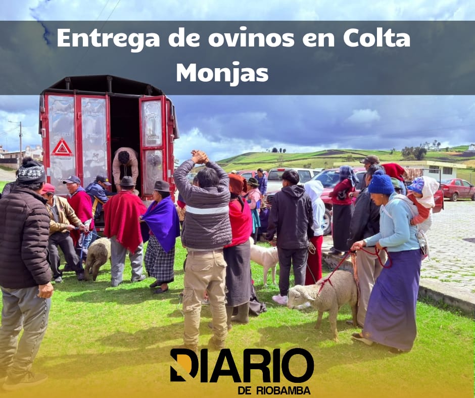 Entrega de ovinos en Colta Monjas