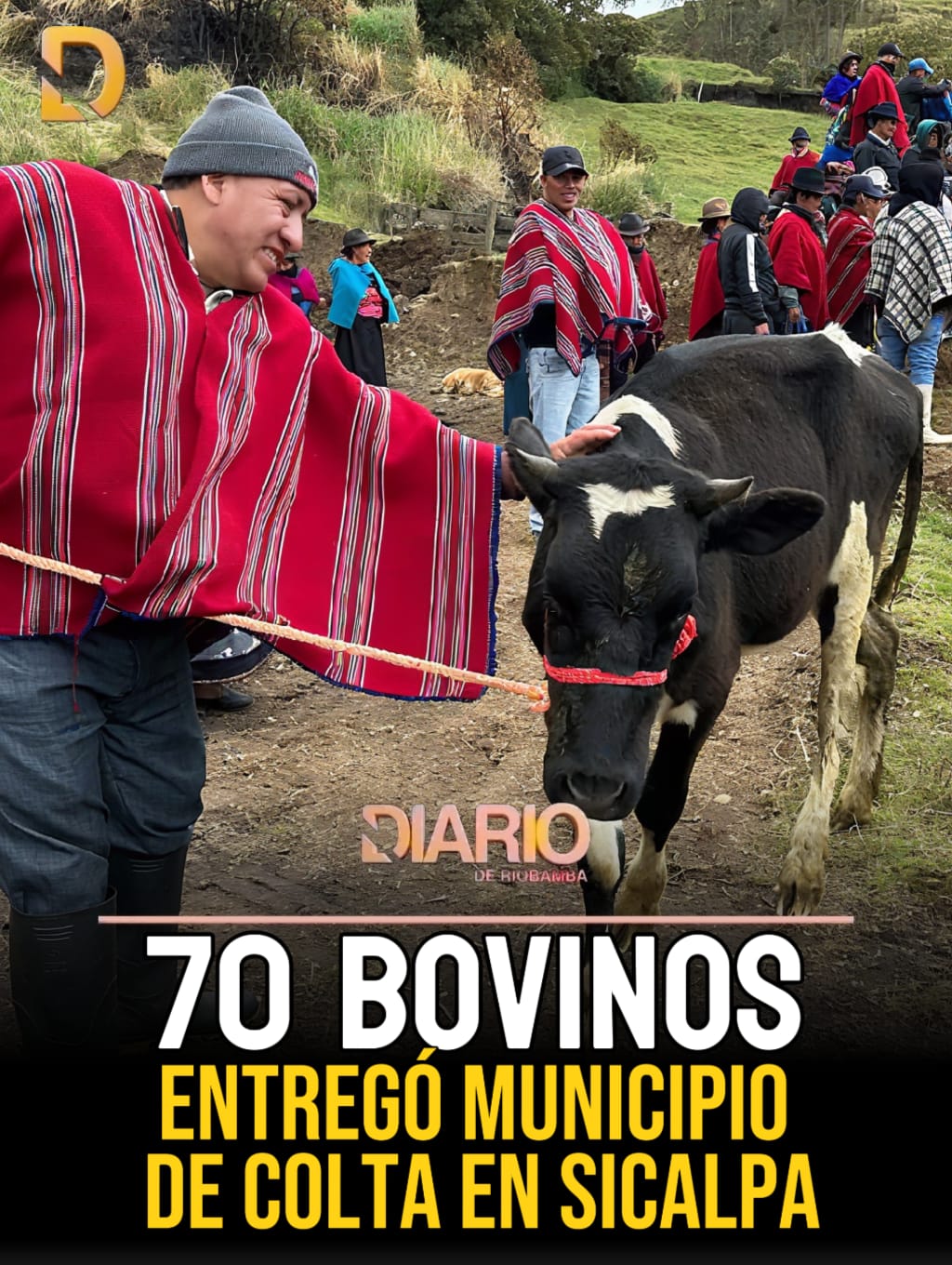 El Municipio de Colta entregó 70 Bovinos en Sicalpa.